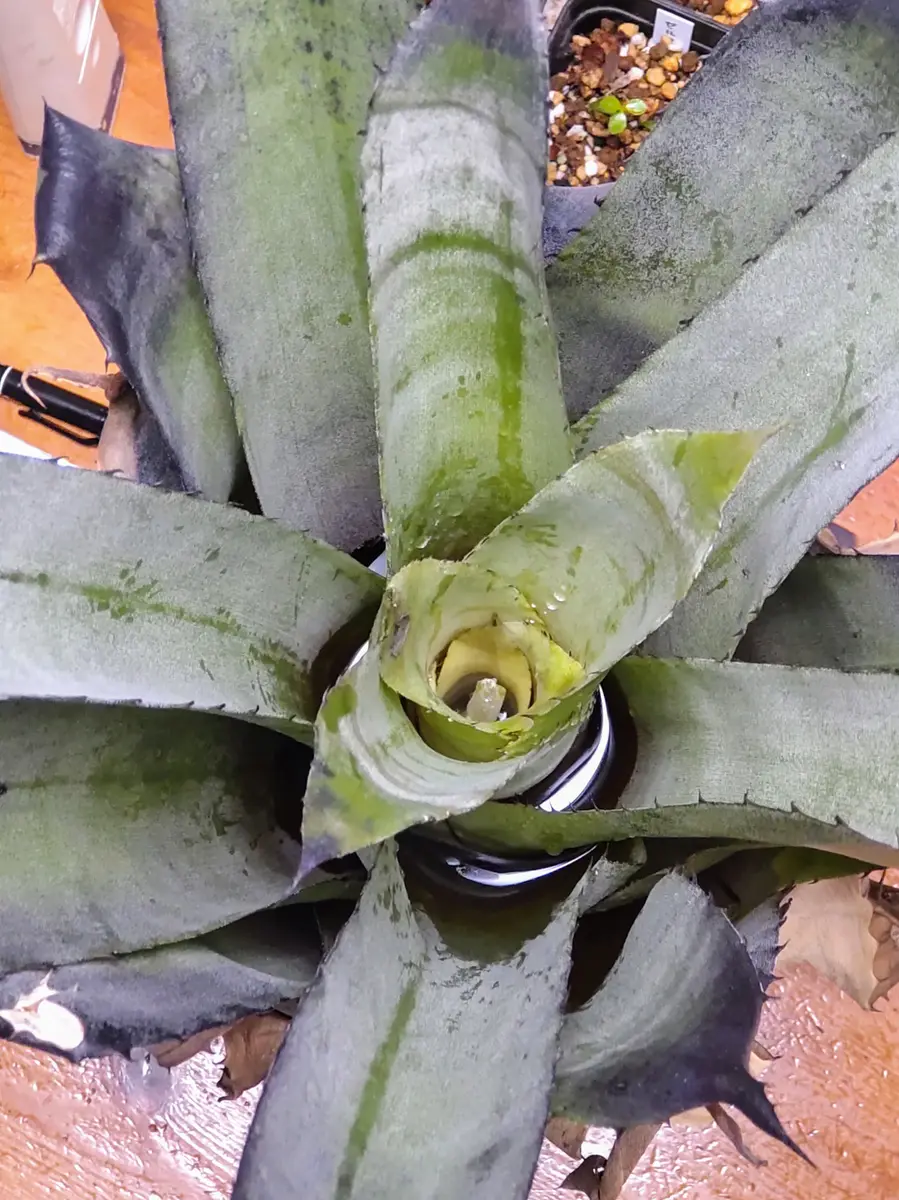 ホヘンベルギア 花が咲く🌸のか・・｜そだレポ（栽培レポート