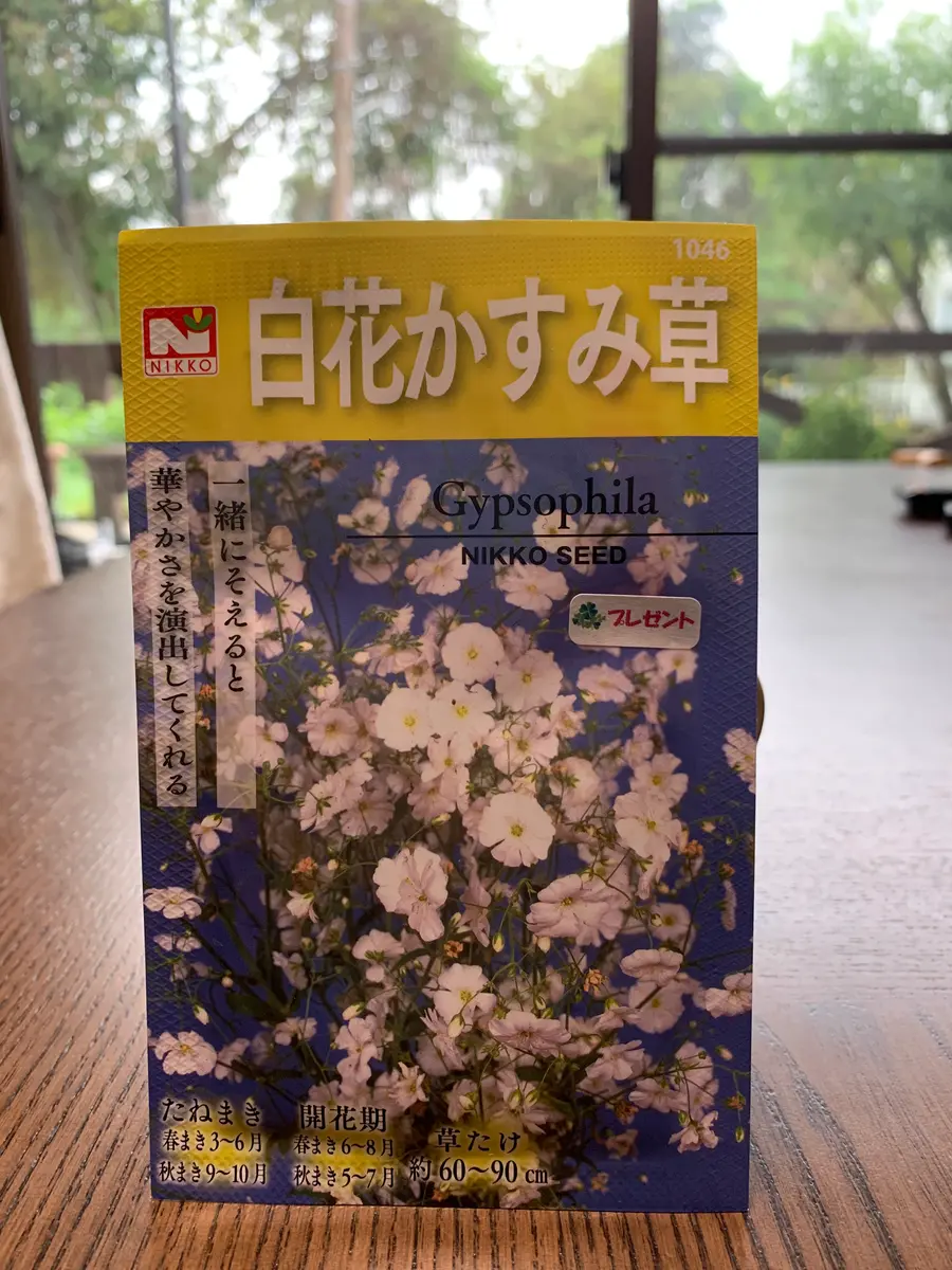 おまけで貰った『白花かすみそう』の種を蒔く【2023年〜2024年】｜そだ