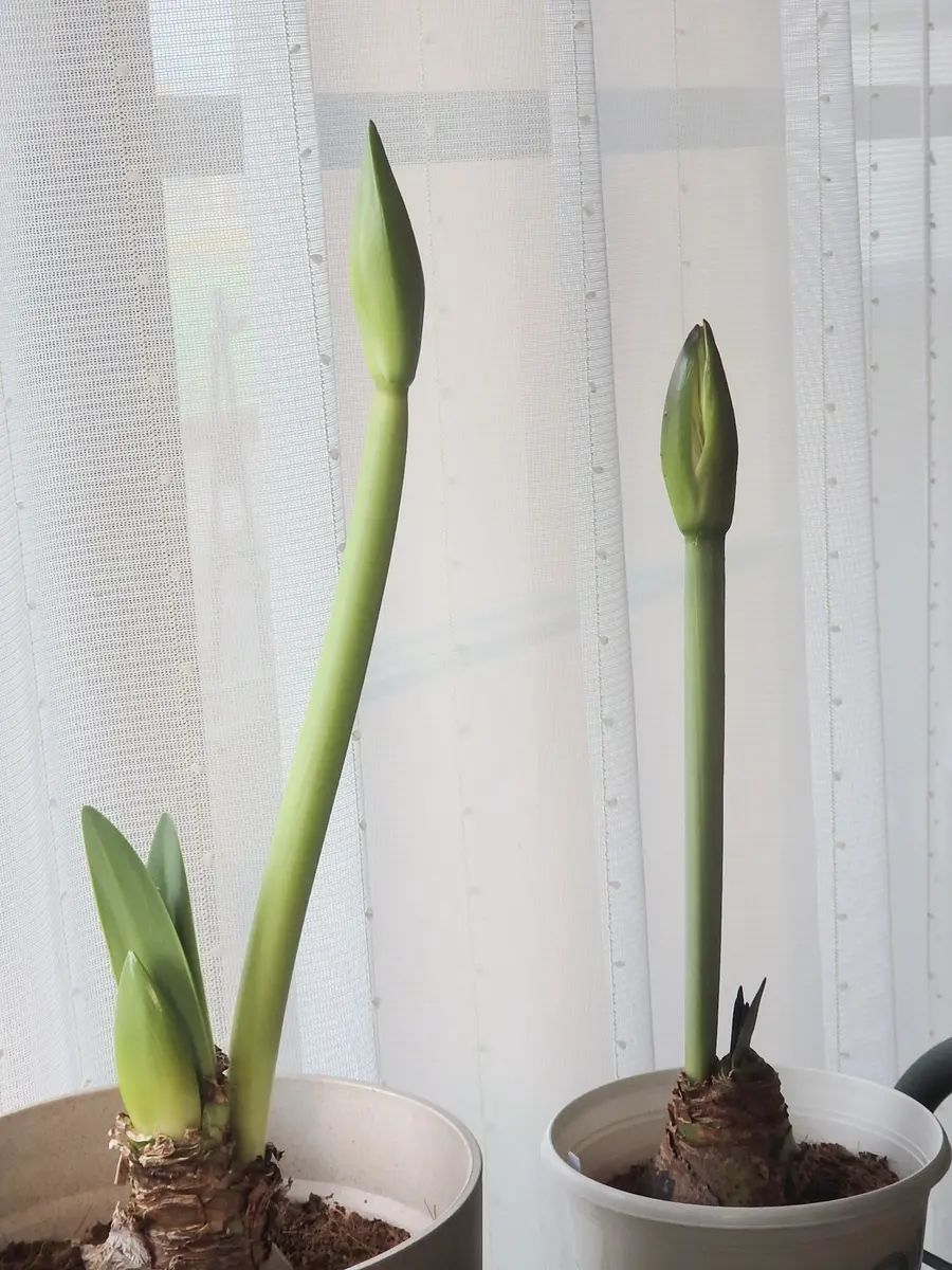 アマリリスミネルバ 現状 アマリリスの成長記録🔰｜🍀GreenSnap