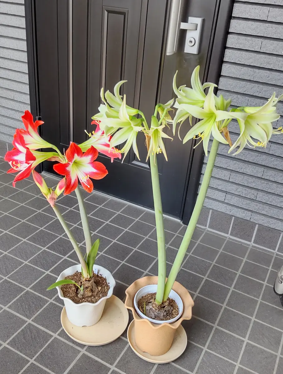 アマリリスミネルバ　現状 アマリリス(ミネルバの成長過程｜園芸日記bydemhoom｜みんなの趣味の
