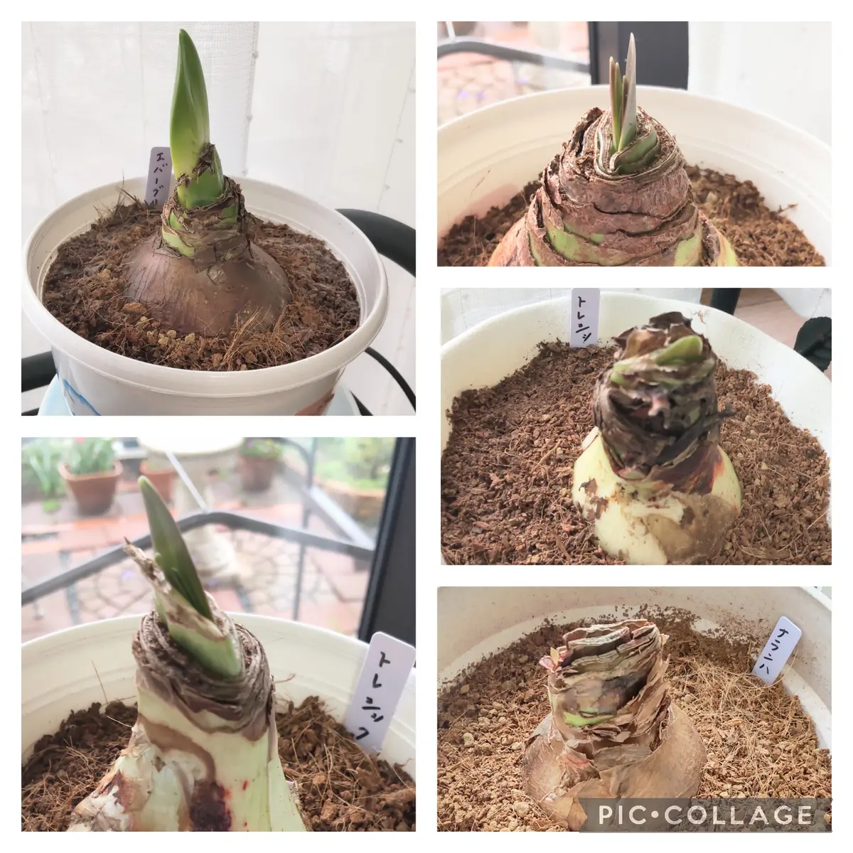 来年も咲かせたいアマリリス💕｜そだレポ（栽培レポート）bySakurasou