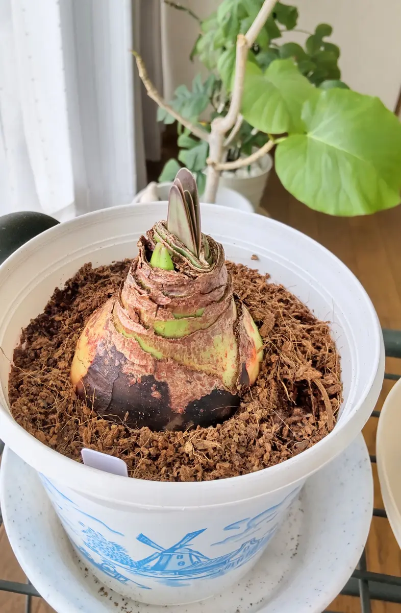 来年も咲かせたいアマリリス💕｜そだレポ（栽培レポート）bySakurasou