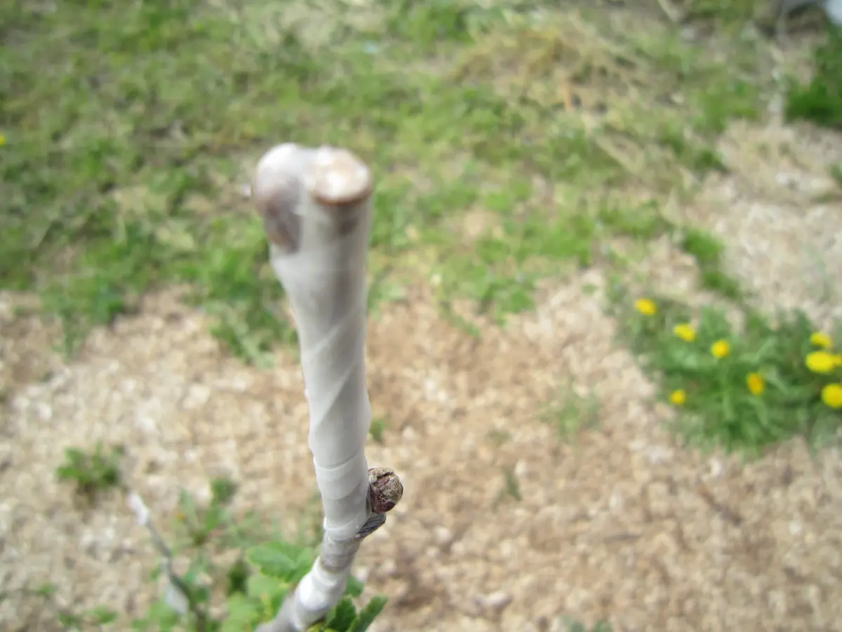 多品種接ぎ木で楽しむヘーゼルナッツ Part1｜そだレポ（栽培レポート