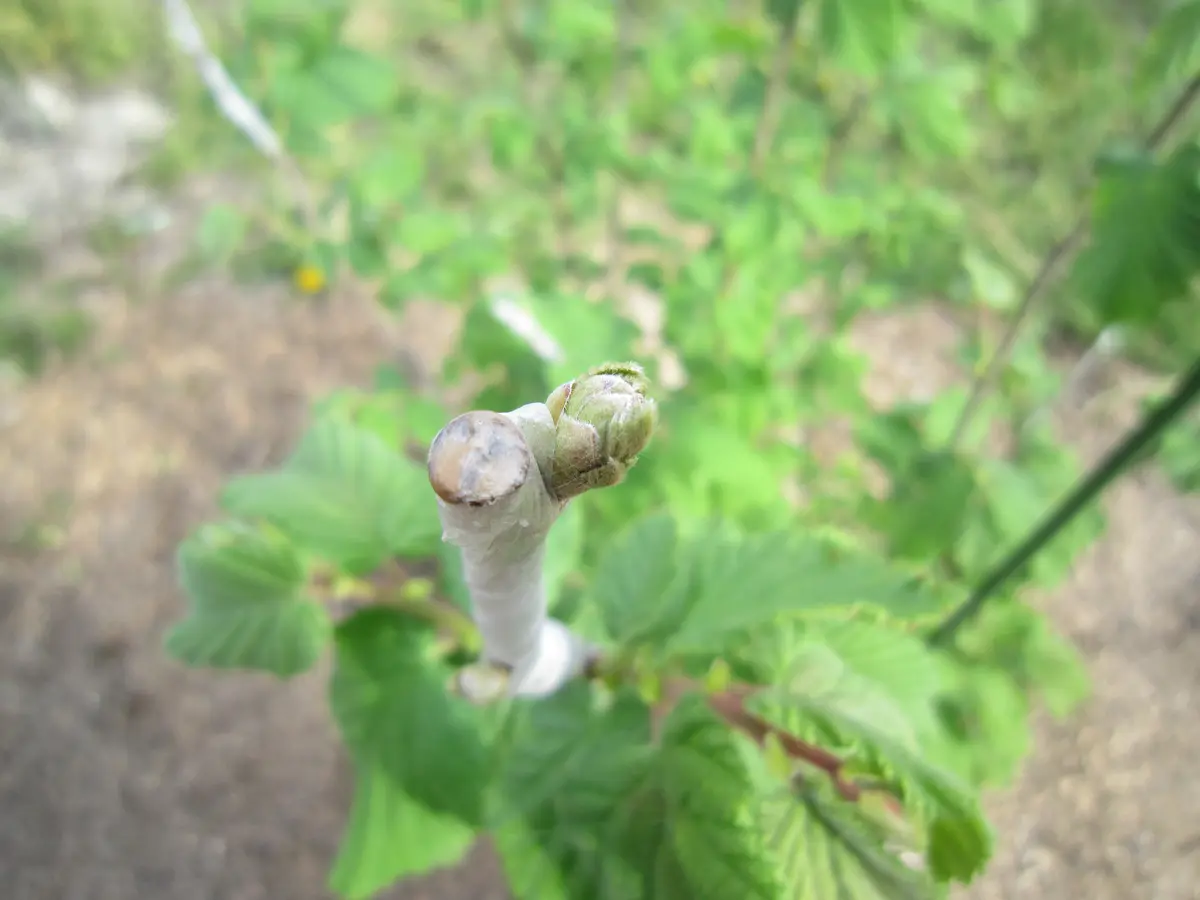 多品種接ぎ木で楽しむヘーゼルナッツ Part1｜そだレポ（栽培レポート