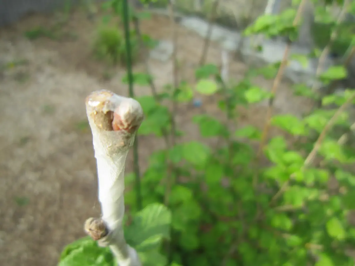 多品種接ぎ木で楽しむヘーゼルナッツ Part1｜そだレポ（栽培レポート