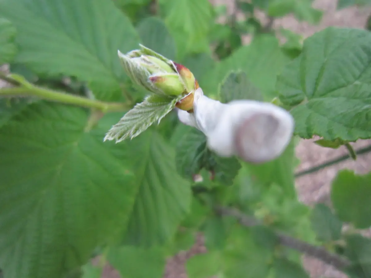 多品種接ぎ木で楽しむヘーゼルナッツ Part1｜そだレポ（栽培レポート