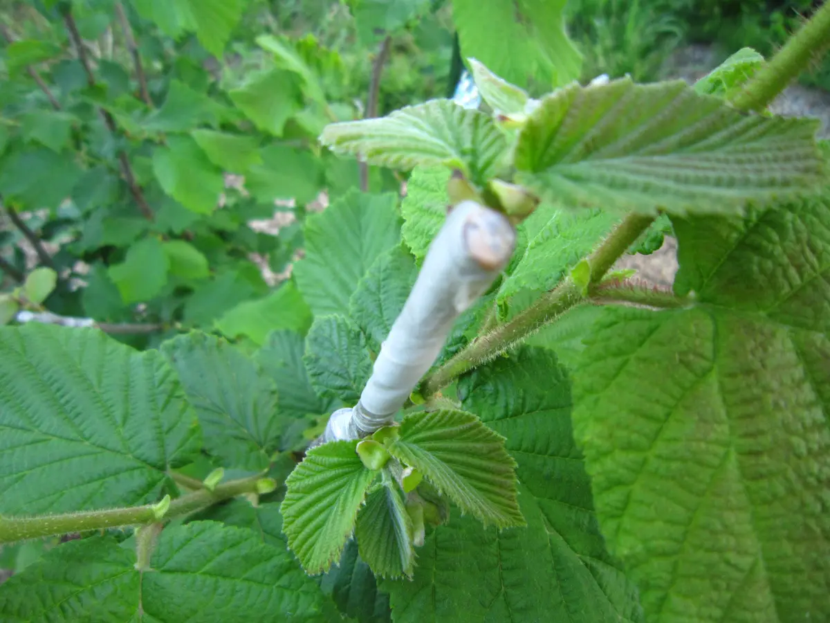 多品種接ぎ木で楽しむヘーゼルナッツ Part1｜そだレポ（栽培レポート