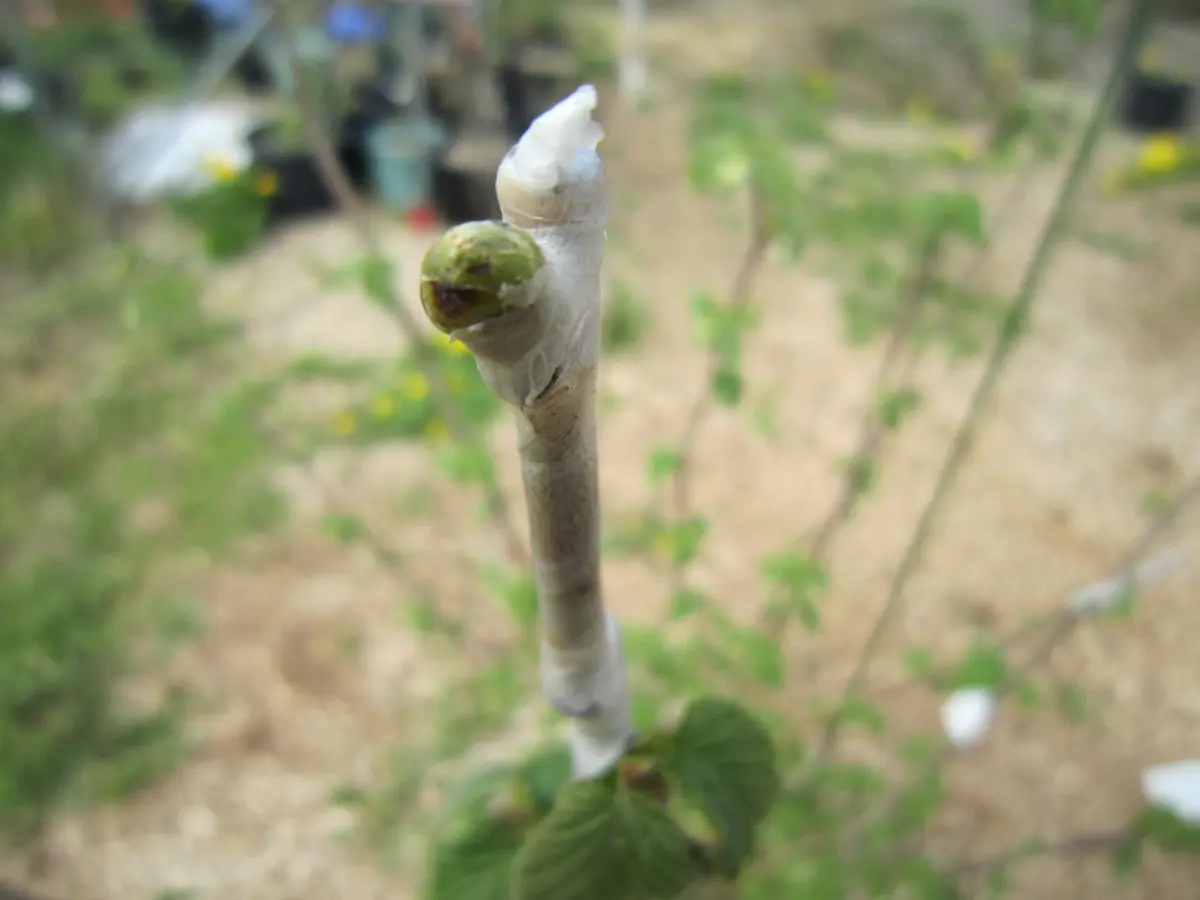 多品種接ぎ木で楽しむヘーゼルナッツ Part1｜そだレポ（栽培レポート