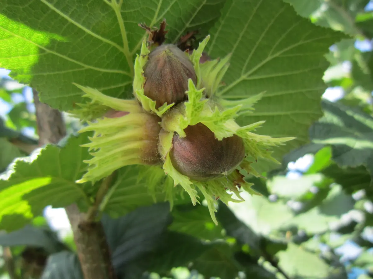 多品種接ぎ木で楽しむヘーゼルナッツ Part1｜そだレポ（栽培レポート