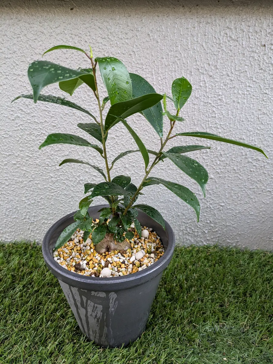 ガジュマル深植え育成｜そだレポ（栽培レポート）byカマキリまん