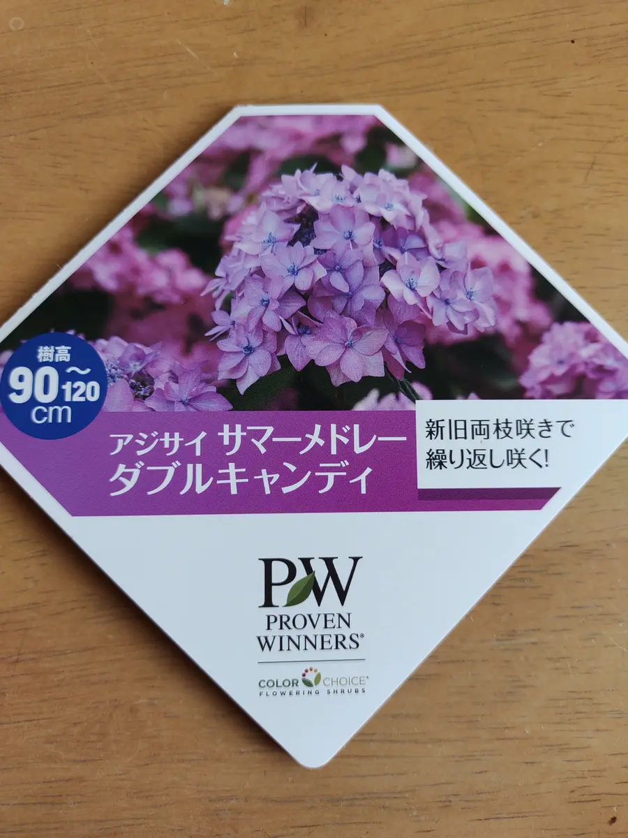 変葉木さま専用 チャメドレア プルモーサ 現品 超大株 高性