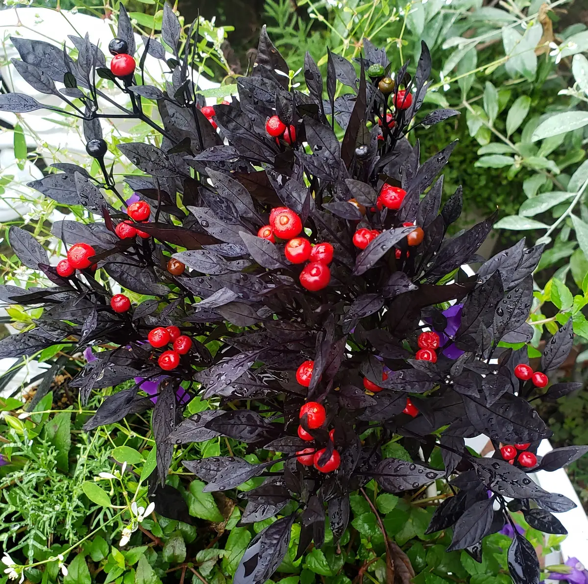 冬越しの観賞用とうがらし(オニキスレッド)｜そだレポ（栽培レポート