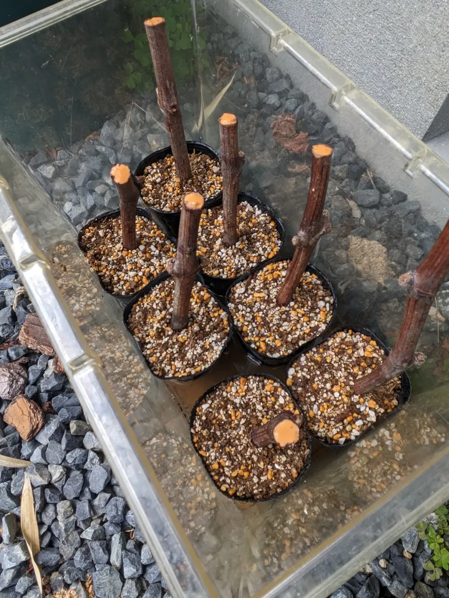 巨峰の挿し木｜そだレポ（栽培レポート）byマメ子｜みんなの趣味の園芸