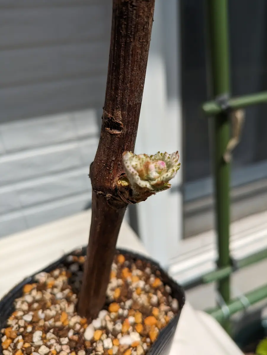 巨峰の挿し木｜そだレポ（栽培レポート）byマメ子｜みんなの趣味の園芸