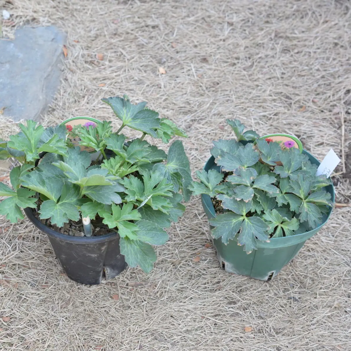 アネモネパブニナ成長記録｜そだレポ（栽培レポート）byOz｜みんなの