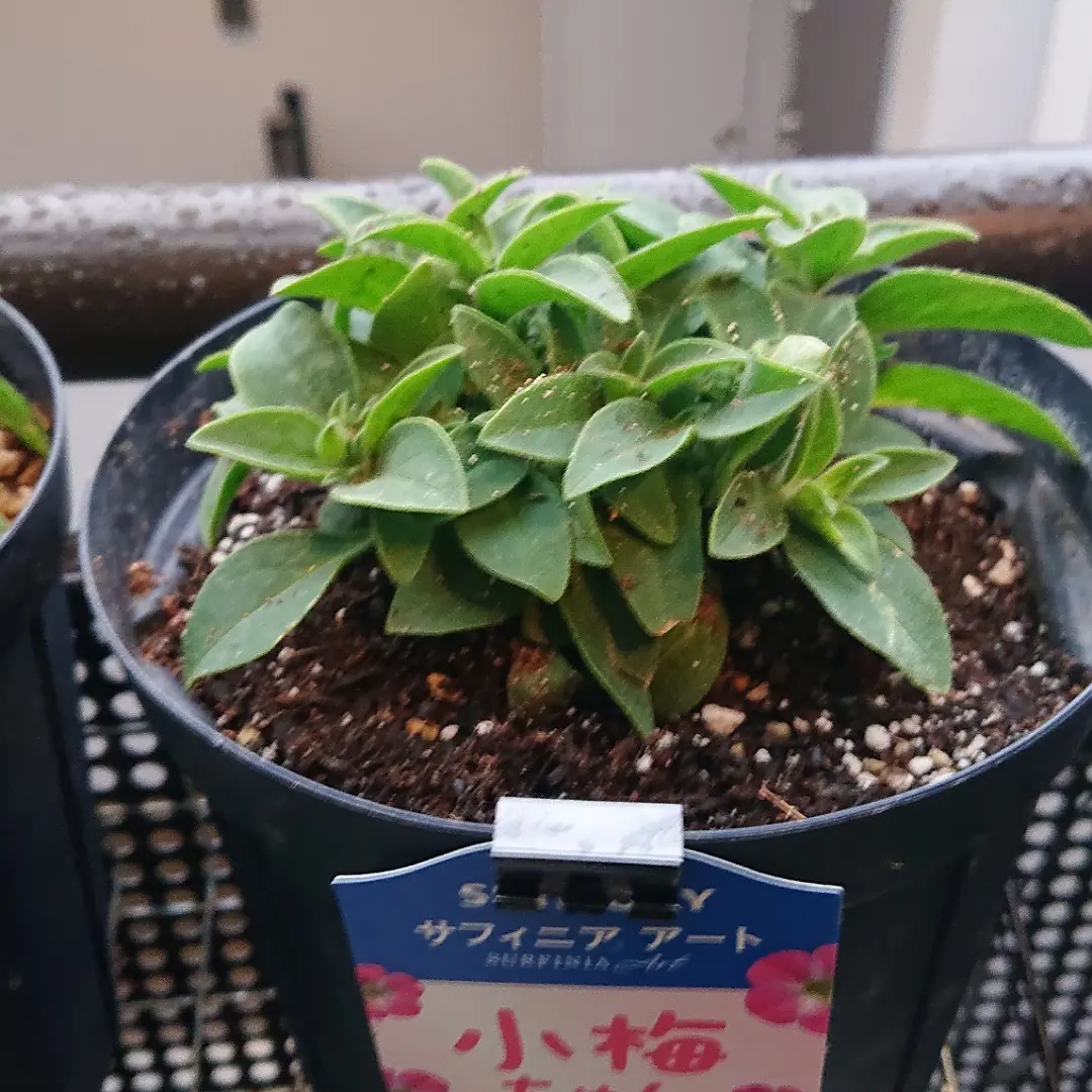 SUNTORYペチュニア小梅ちゃん｜そだレポ（栽培レポート）byヴーヴ