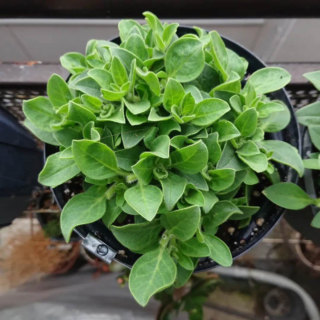 SUNTORYペチュニア小梅ちゃん｜そだレポ（栽培レポート）byヴーヴ