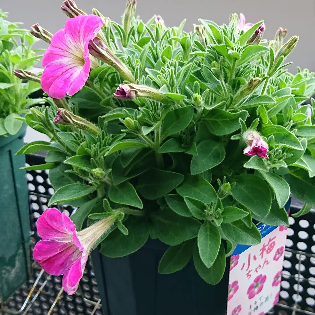 SUNTORYペチュニア小梅ちゃん｜そだレポ（栽培レポート）byヴーヴ