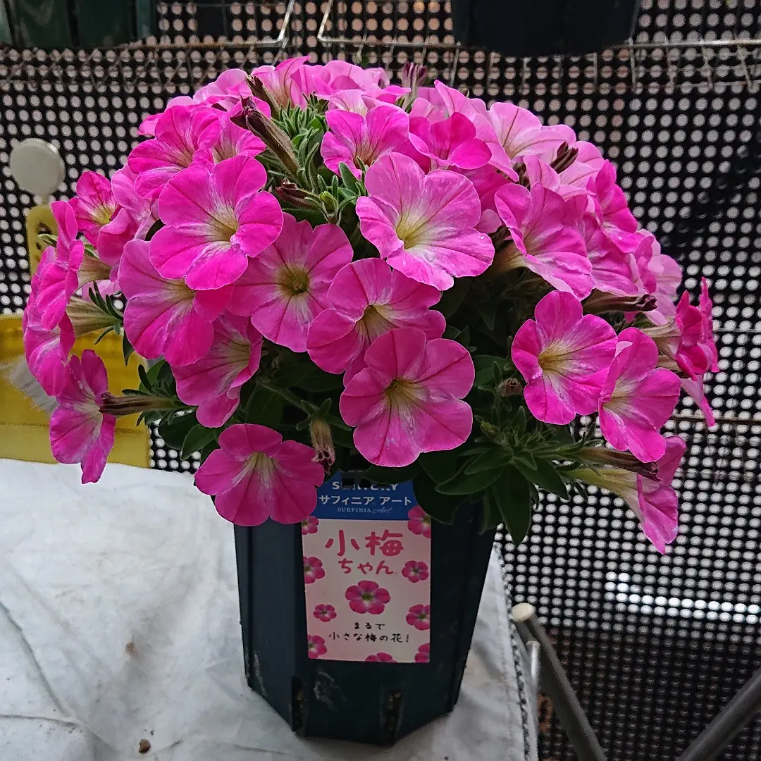 SUNTORYペチュニア小梅ちゃん｜そだレポ（栽培レポート）byヴーヴ