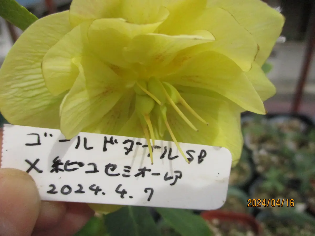 2024年からの交配記録・ゴールドダブルSP×白ピコセミダブルオーレア