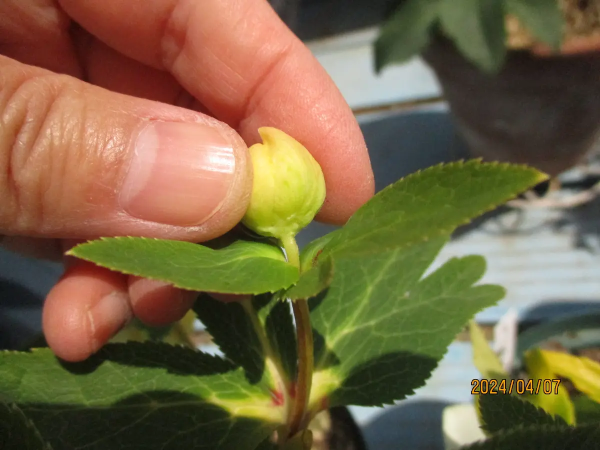 2024年からの交配記録・ゴールドダブルSP×白ピコセミダブルオーレア