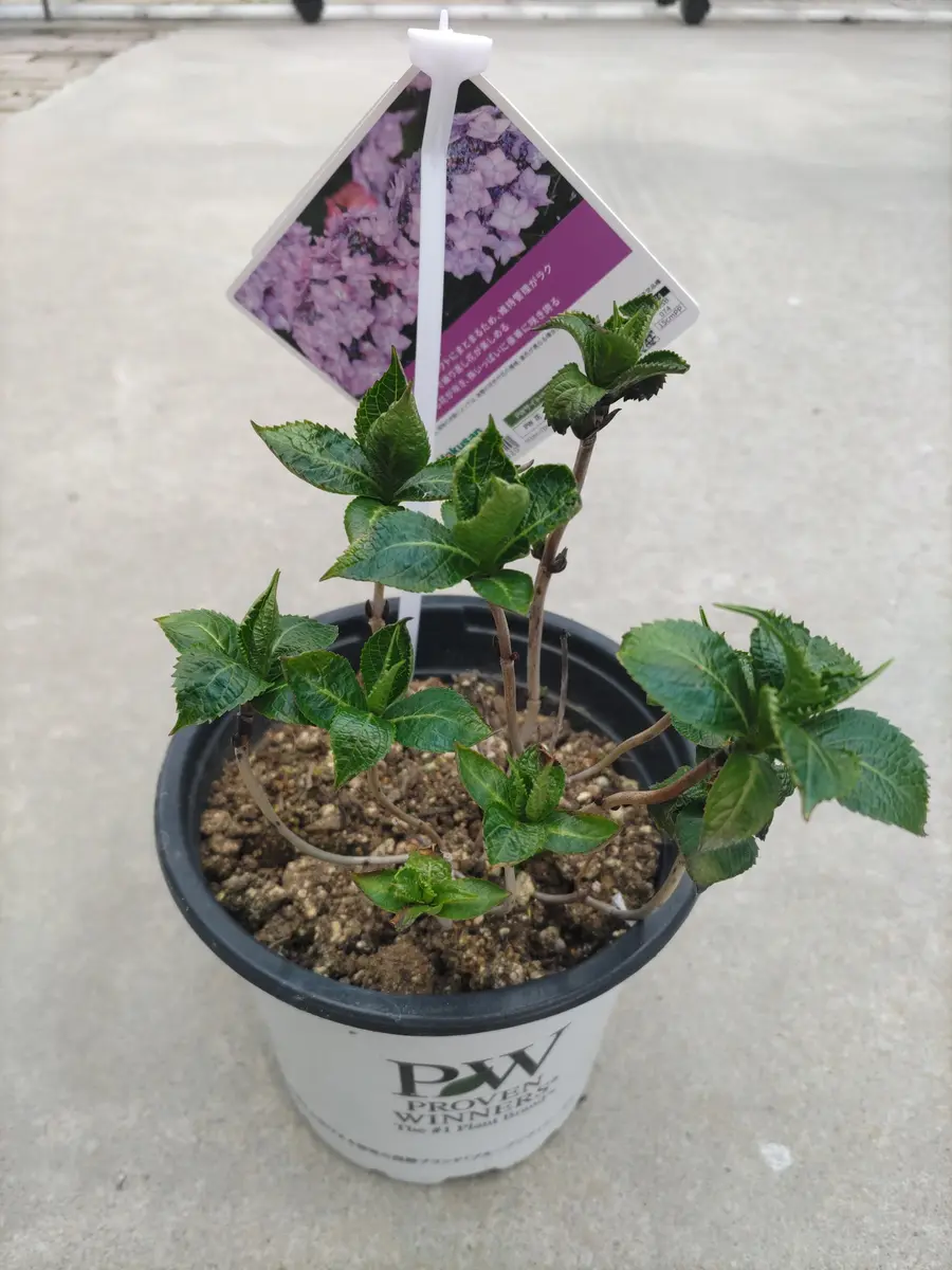 アテモヤ　鉢植え　花芽あり アテモヤ 鉢植え 花芽あり