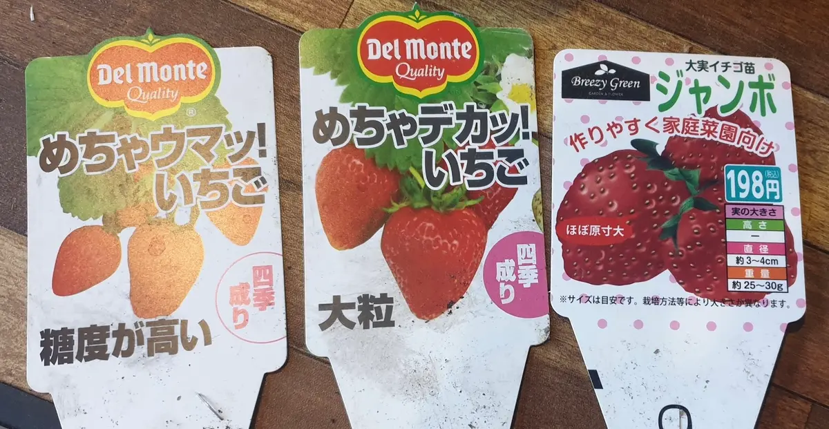 2022年12月に植えたイチゴを2024年も収穫｜そだレポ（栽培レポート）by