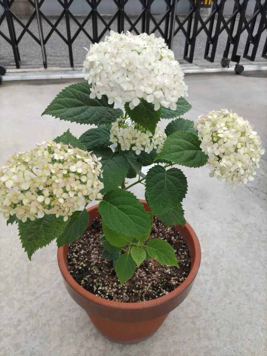 アナベルプティクリームを鉢で育てます｜そだレポ（栽培レポート）by