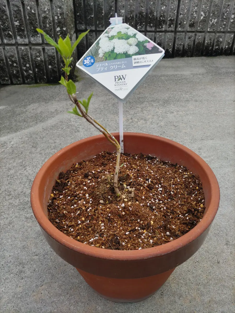 アビウ鉢植え　特大１１０センチ　26-5 レア Amazon.co.jp: 母の日ギフト ハイビスカス アドニスイエロー 鉢植え 5