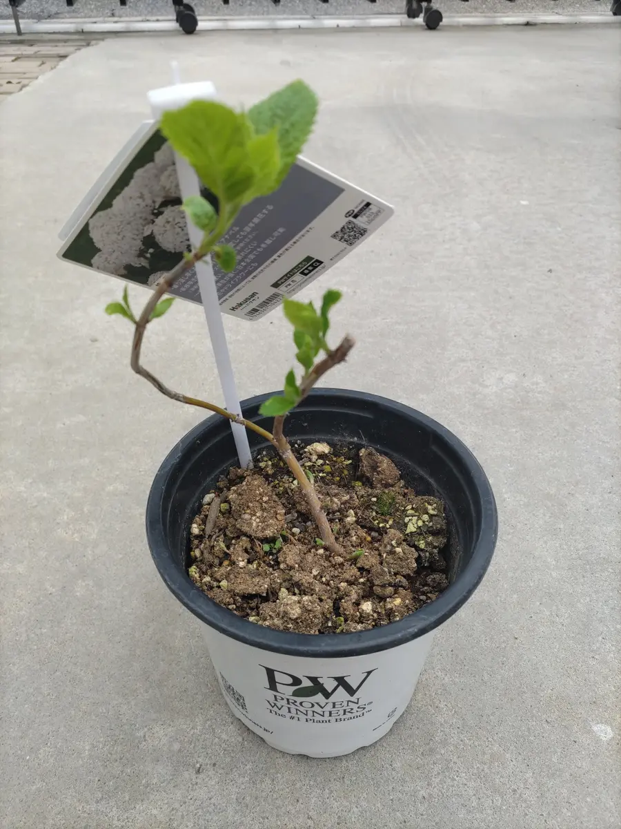 アビウ鉢植え 特大110センチ 26-5 レア アビウ鉢植え 特大110センチ