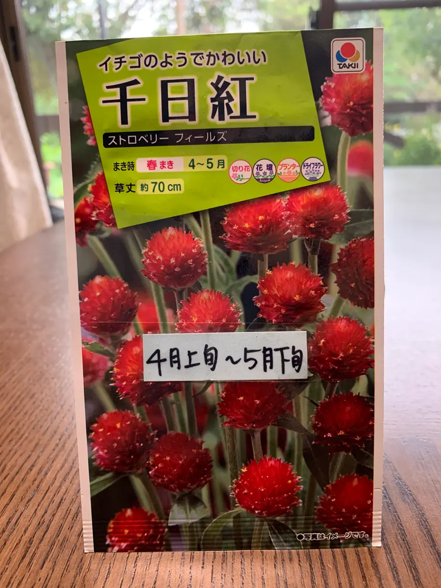 千日紅大好き💕今年はストロベリーフィールズを!|そだレポ 千日紅大好き💕今年はストロベリーフィールズを!|そだレポ