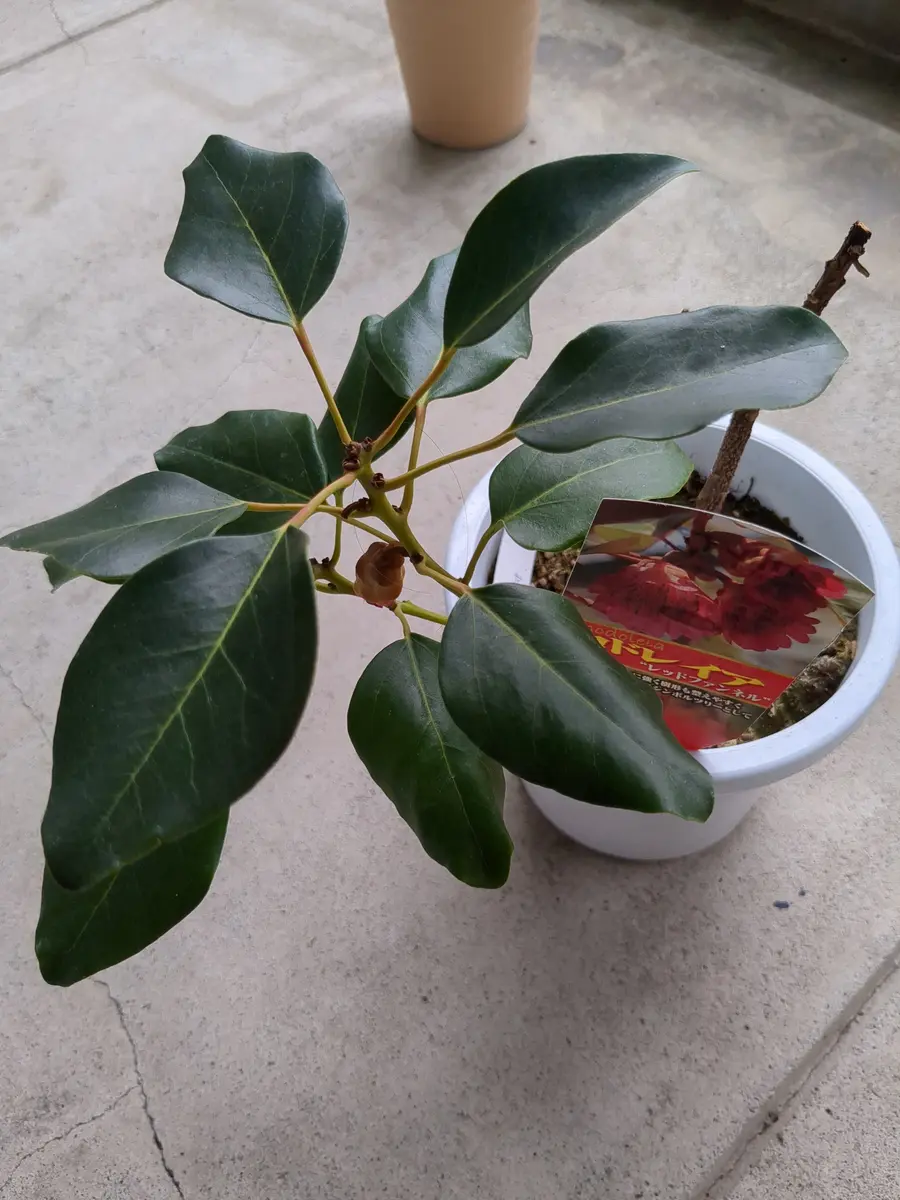 ロドレイア｜そだレポ（栽培レポート）byhirokor｜みんなの趣味の園芸