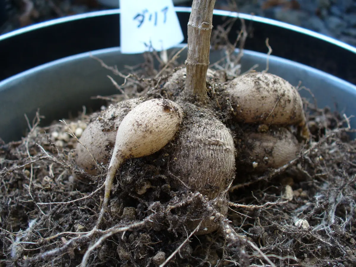 aochanさん専売ダリア球根 aochanさん専売ダリア球根 - メルカリ