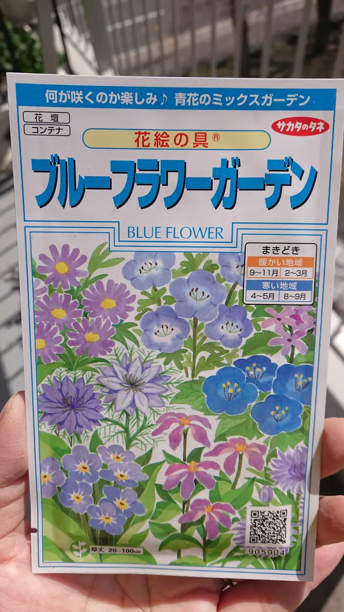 カカオ苗2025年5月植付け カカオ苗2025年5月植付け2ポット カカオ苗2025年5月植付け