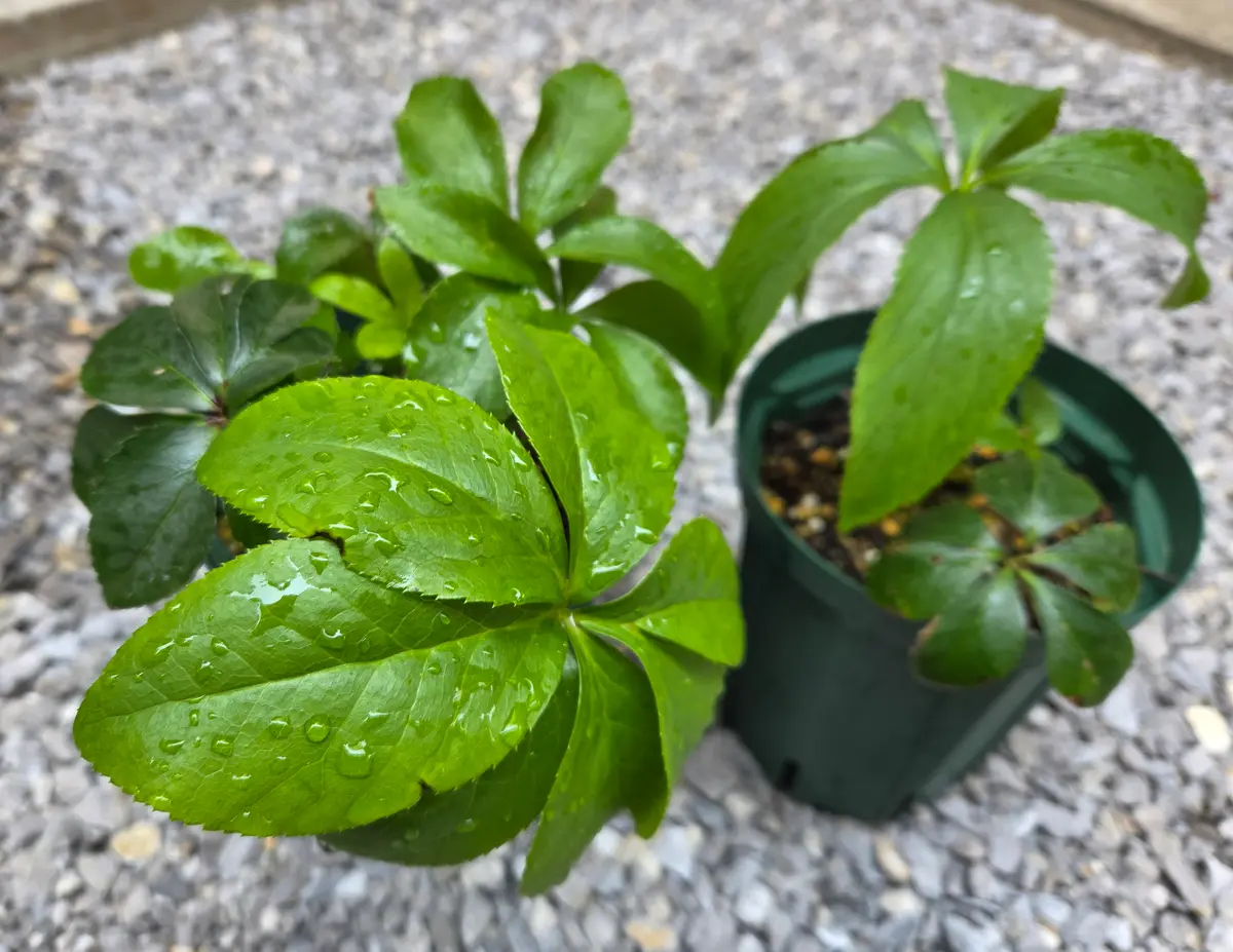 ネットで購入したクリスマスローズを育てる｜そだレポ（栽培レポート