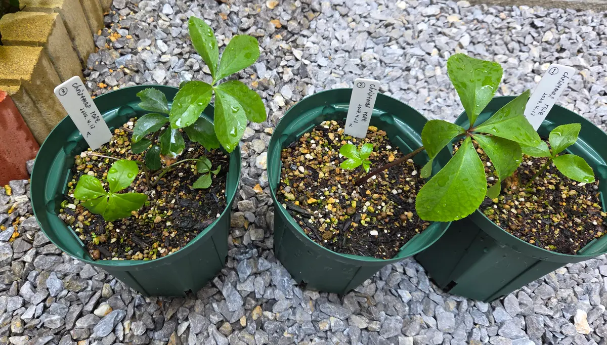 ネットで購入したクリスマスローズを育てる｜そだレポ（栽培レポート