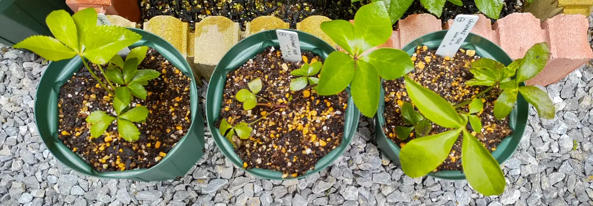 ネットで購入したクリスマスローズを育てる｜そだレポ（栽培レポート