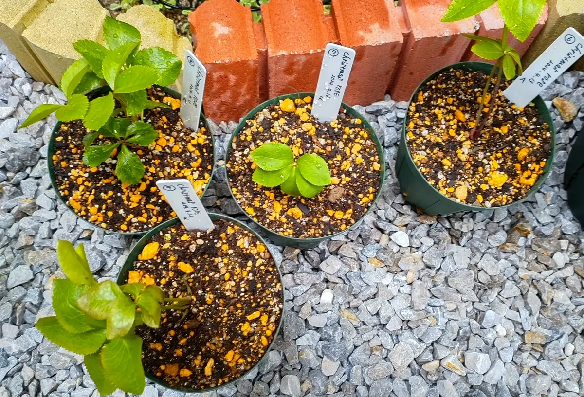 ネットで購入したクリスマスローズを育てる｜そだレポ（栽培レポート