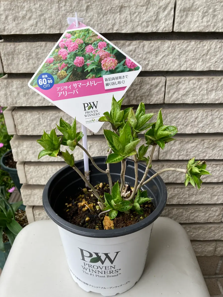 PWのアジサイ「サマーメドレーアリーバ」の栽培にチャレンジ｜そだレポ