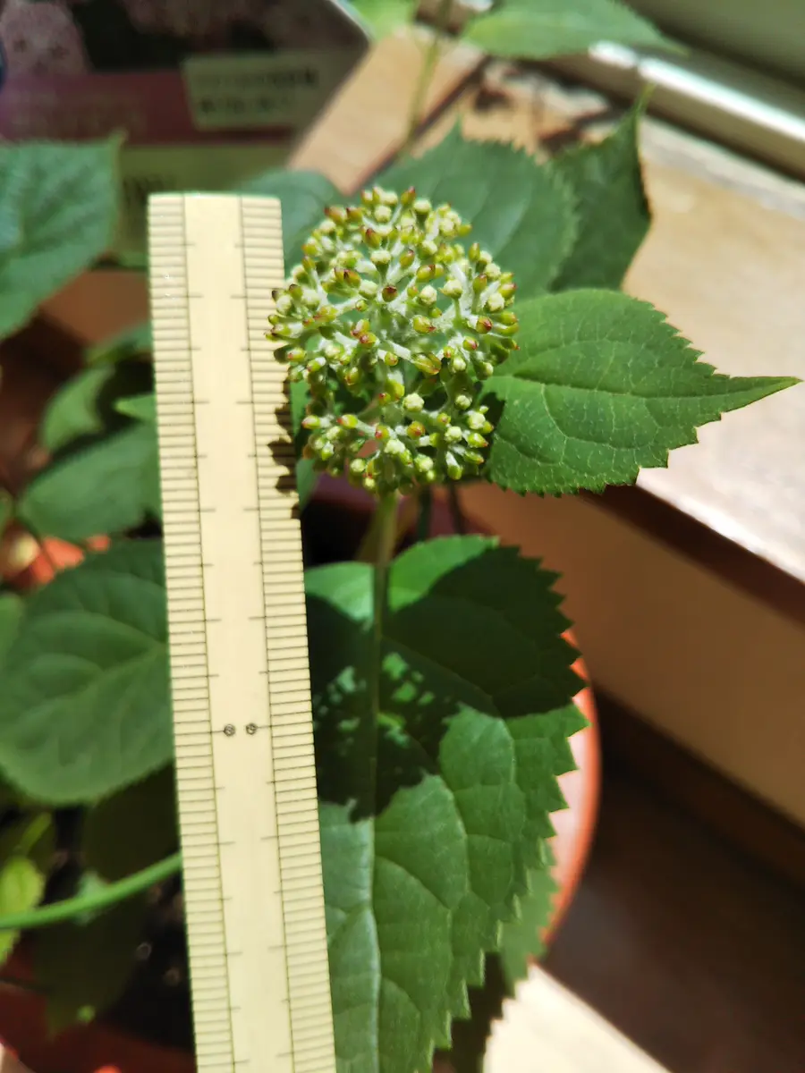 花芽ページ アナベルの花芽「PWアジサイ投稿モニター」-そだレポ｜みんなの趣味の園芸