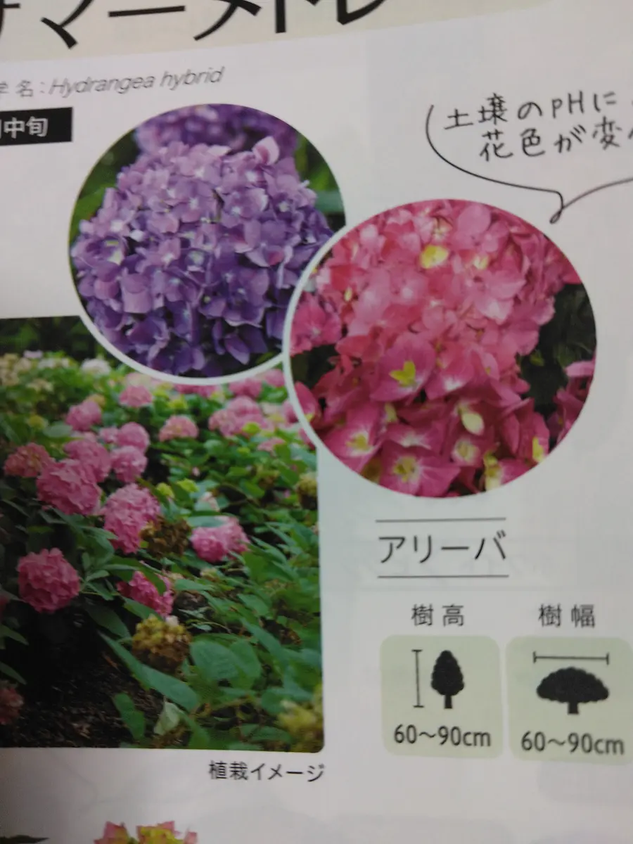 PWのアジサイ「サマーメドレーアリーバ」の栽培にチャレンジ(•̀•́)୨