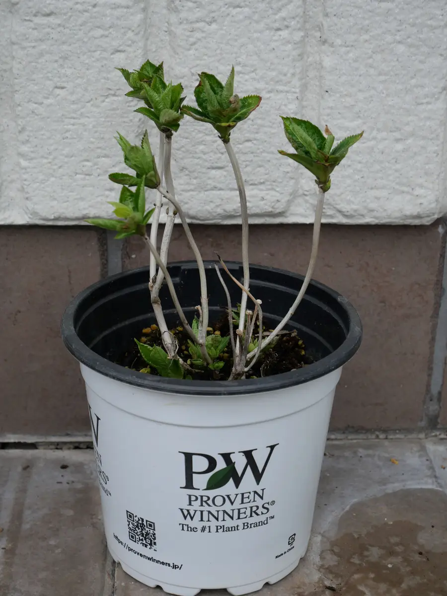 PWアジサイ サマーメドレーを青色に育てる｜そだレポ（栽培レポート