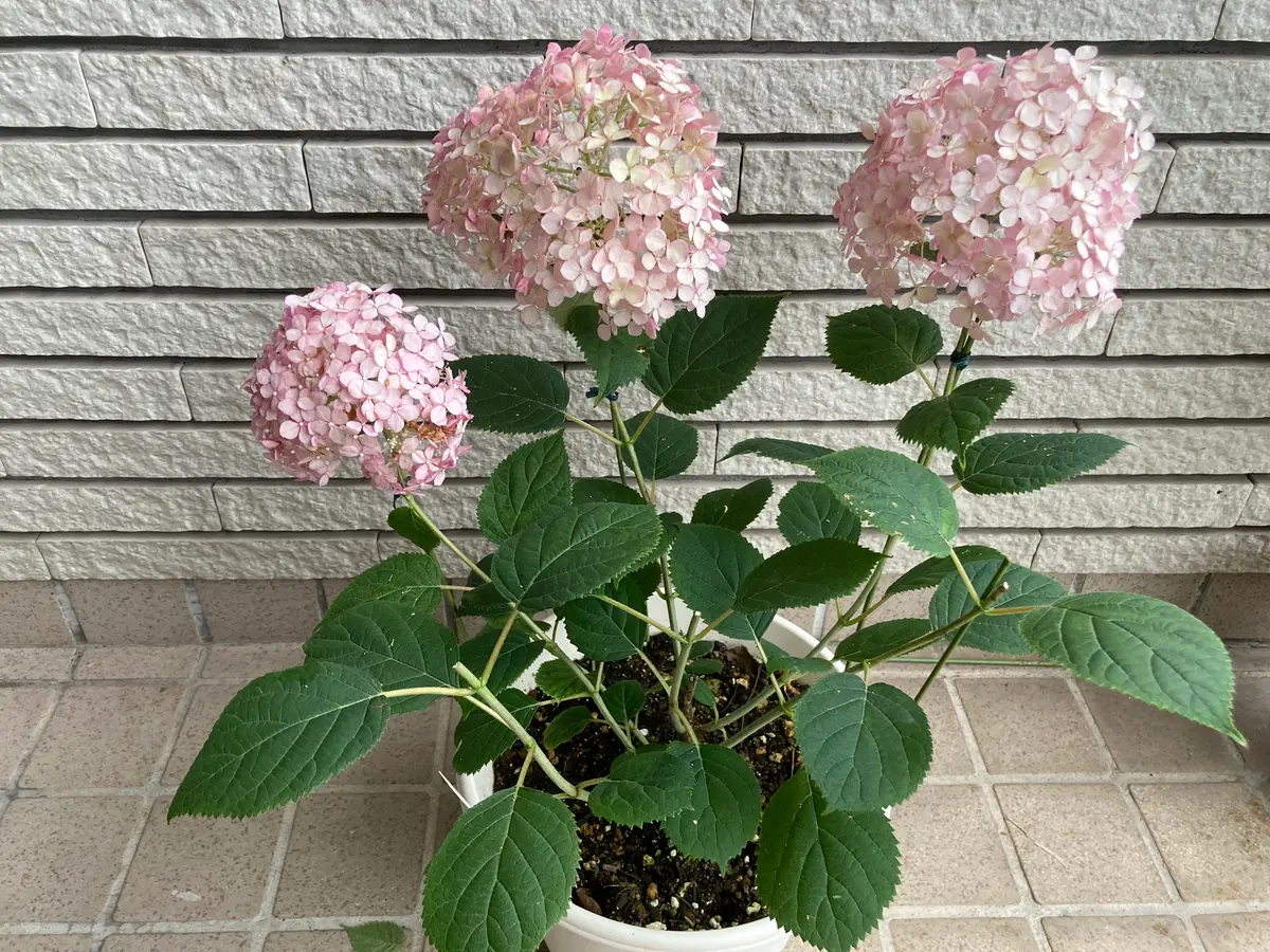 アナベルページ アメリカあじさい ピンクのアナベル 5号 PVP｜花木04-PA | 花木