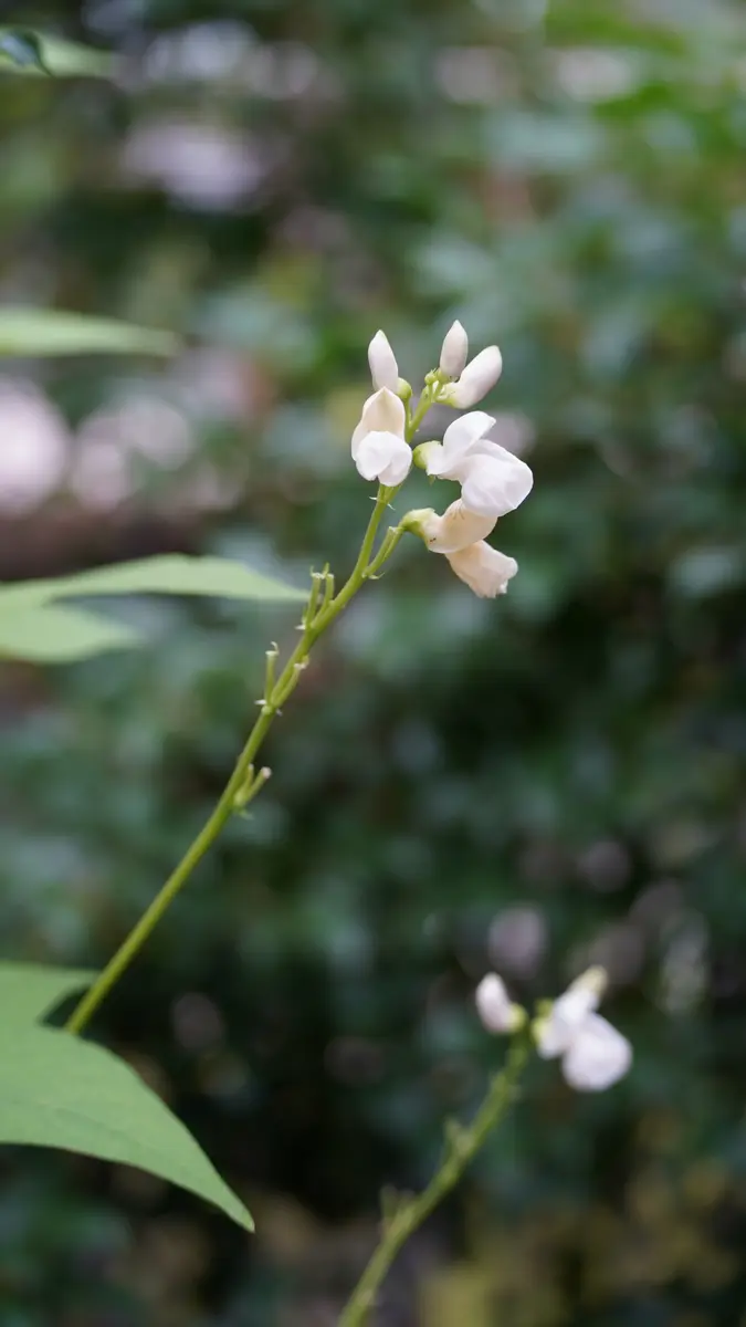 自然栽培　白花豆(chikyuさま専用) 北海道産白花豆400gの販売 | 豆の専門店すずや