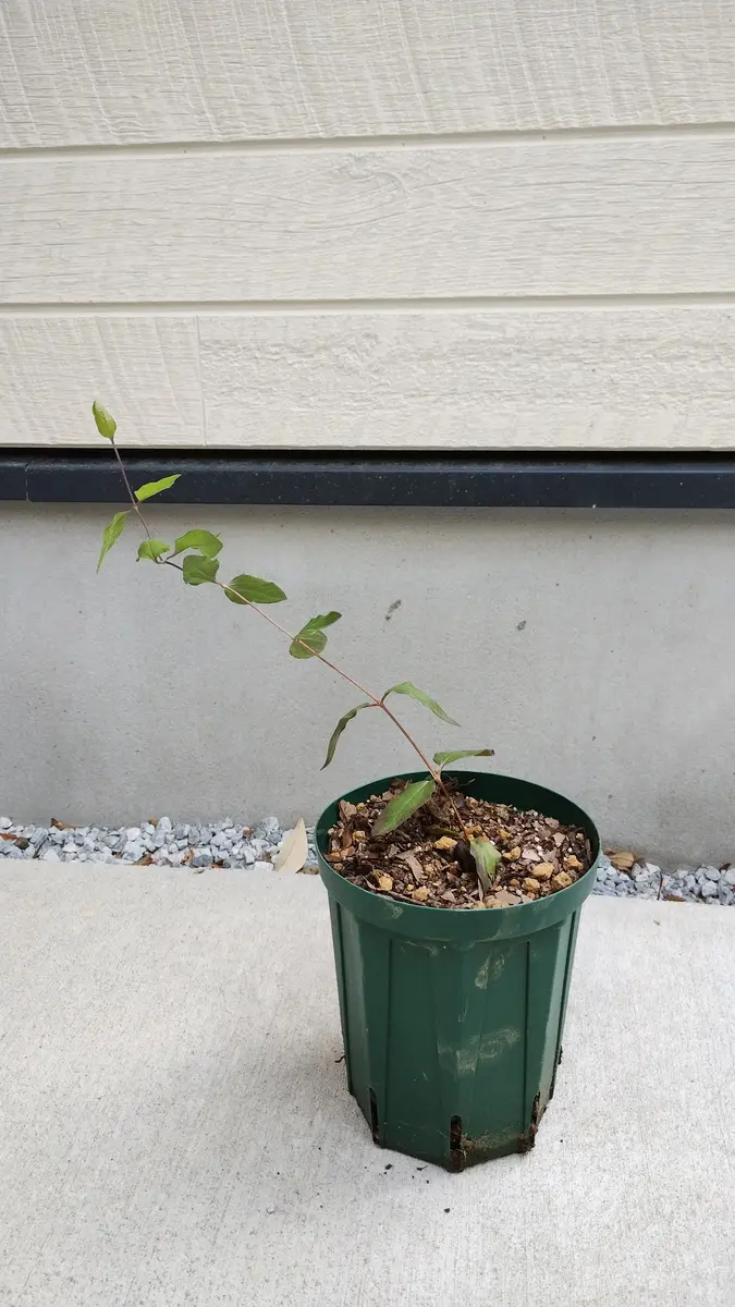 クレマチス（ロウグチ・篭口）を1年苗から育てる｜そだレポ（栽培