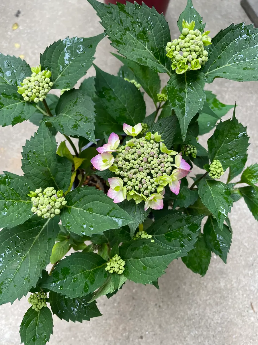シマエナガ✧︎レジンコンタクトケース紫陽花 向日葵 紫陽花 