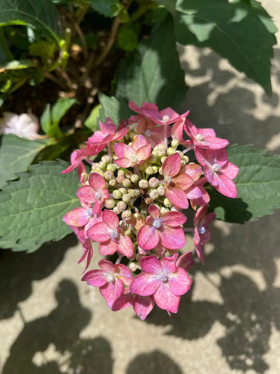 PWさん新品種の紫陽花モニター｜そだレポ（栽培レポート）byこは