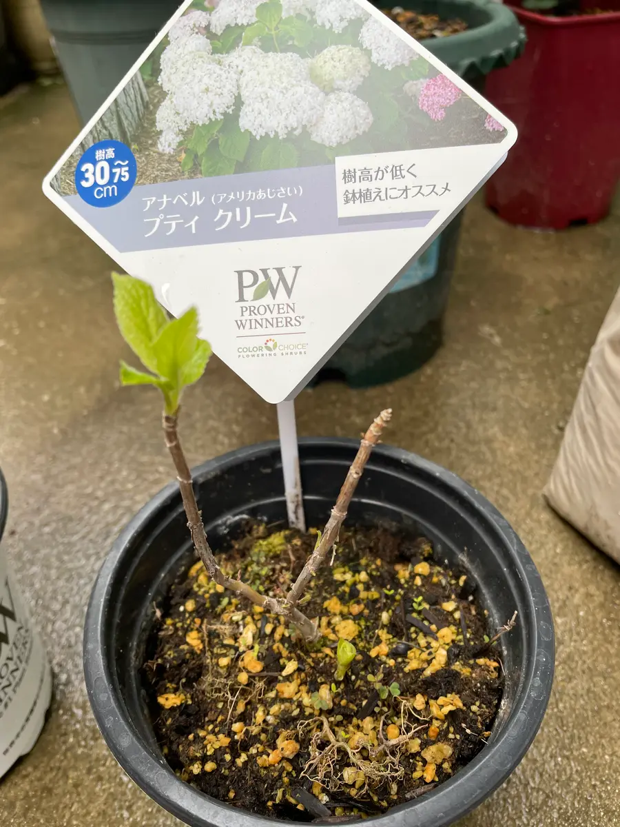 PWさん新品種の紫陽花モニター｜そだレポ（栽培レポート）byこは