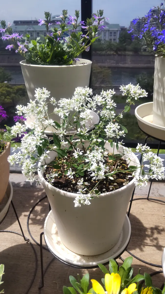 ダイヤモンドスノーをこんもり育てる｜そだレポ（栽培レポート）byかず