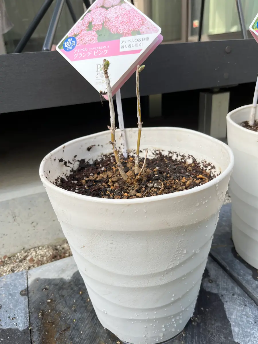 アメリカアジサイ アナベル 鉢植え 大きさ 本店 アジサイ アメリカ